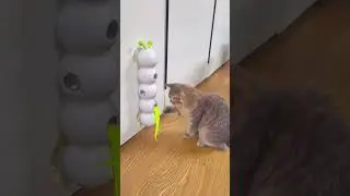 Smart sensor cat toy #cat #bestpetsupplies #petcareprovider