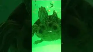 #Kadal kanni kankatchi # In Vedaranyam # Expo💦😯🥶🧚🐠🐟🌊🫧🏊