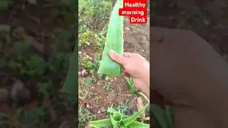 healthy morning drink/nature body cooling drink #healthydrink #newvideo
