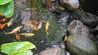 Wadidaw!! ikan hias warna warni ikan lucu ikan predator lele albino