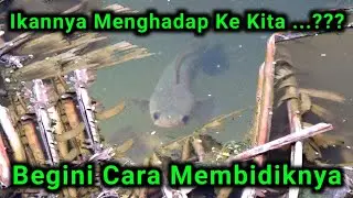 Cara Menembak Ikan Gabus Yang Menghadap, Menembak Ikan Di Awal Musim Penghujan Part 4