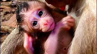 Beautiful Little Newborn Baby Monkey Comes Into the World With Mom monkey #babymonkey 
