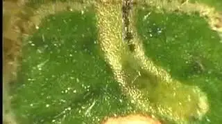Insect - Life cycle of leaf miner( Liriomyza )