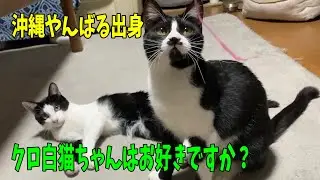 【沖縄っ子】黒白猫ちゃんの魅力をアピールしたい