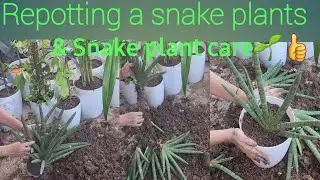 HOW TO REPOTTING A SNAKE PLANT / CARE & TIPS / SNAKE PLANT को लगाना और उसकी देखभाल करना बहुत आसान है