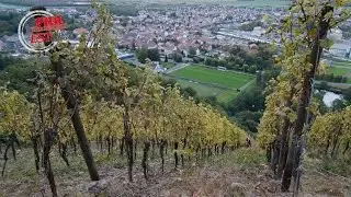 Les vendanges p&eacute;rilleuses du Rangen