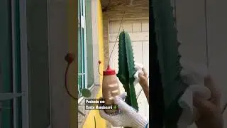 Podando um Cacto Mandacar&uacute; 🌵.