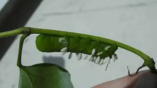 Braconid wasp larvae emerging from Vine Sphinx caterpillar