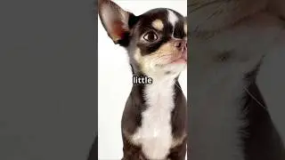 The curious Puppy and the Well: #DogTales #Animation #LifeLessons #CuriousPuppy #FarmStories