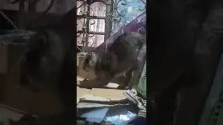 Cute cat sharpening his claws
