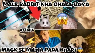 A rabbit got lost 🥺 Mack attacked his fan 😱@NikhilPetHouse