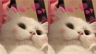 Make your cat love you subliminal