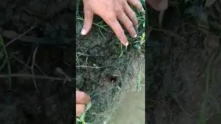 MENCARI SARANG SIDAT #mancing #berburu #fishing #ikan #belut #sidat #sungai