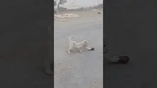 shimbha play alone #viralshort #viralvideos #viraldogs