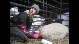 EMERGENCY C-SECTION & A HARD PULL | (Winter Lambing 2022)
