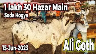 Ali Goth Mandi Karachi Cattle Rates Update 140 Me Behtreen Soda | 15-Jun-2023 |Cow Mandi 2023