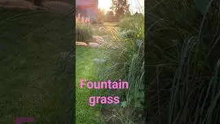 Garten Tour ornamental grass 💚 #garden #gardendelight #gardening #grass #ornamental #gardenlandscape