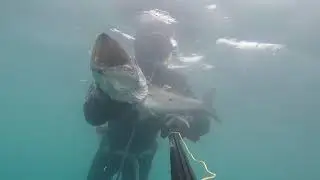 Chasse sous marine, grosse mostelle , sar tambour a trou .