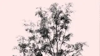 Tree Time lapse
