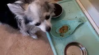 Dog Food Recipe Fail