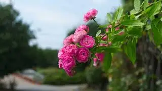 🌺flower video backraund photo🌼 Flower HD