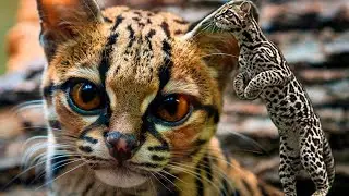El margay, un felino tan poco conocido como interesante.