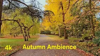 Autumn Walk: A Cozy Relaxation Ambience