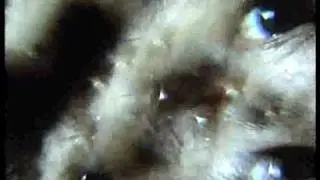 CUMBRIAN BAND  { OVEN }/  NEW MUSIC VIDEO / {DIAMOND DUST }