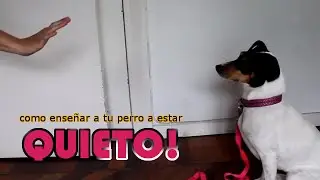 como ENSEÑAR a tu PERRO a estar QUIETO