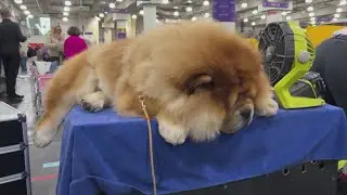 Westminster Dog Show to name winner for 2026