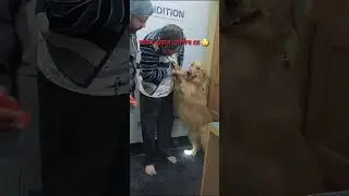 😒🤪😁  #dog #doglover #vlog #shorts #ytshorts #cutepuppy #puppy #goldenretriever #gypsy #funny #viral