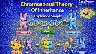 Chromosomal Theory Of Inheritance