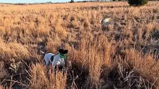 Oklahoma Quail Hunt 2025-2026. Quail everywhere!  