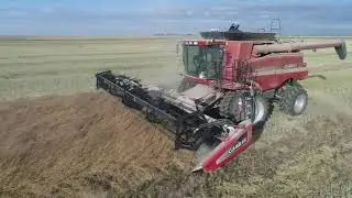 Straight Cutting Canola | Harvest 2020