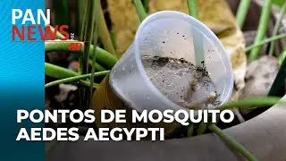 Estudos revelam focos do mosquito Aedes aegypti