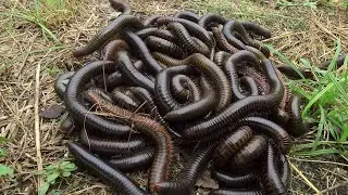 I catching Millipede in the  forest #insectamazone #amazing #insects #shorts #millipede #snake 
