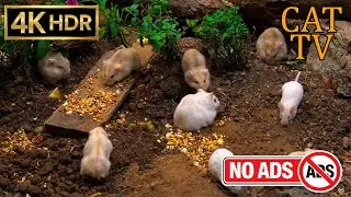 [NO ADS, NO AI] CAT TV 😺 Super Hamster Colony: Massive Garden Gathering 🐭 4K HDR 60FPS