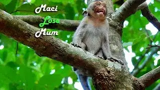 Pitiful Small Baby Maci Cry So Loudly Lose His Mum Merry | Orphan Maci So Lonely Need Sister Warm