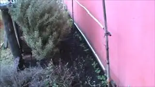 37. Arveja tutorado