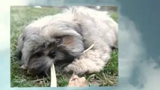 Natural Pet Products by Natural Pet Grocer Video