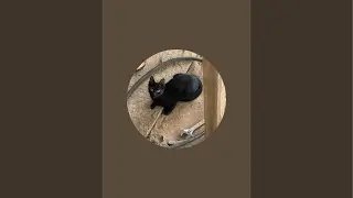 Feeding stray 🐈🐈&zwj;⬛🐈&zwj;⬛
