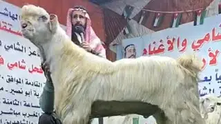 🐐المزاد الاول في الاردن🇯🇴 و العالم للماعز الشامي 🙏عروض مميزه جدا🐐ﷺ مدير المزاديحيى ابوجابر0791471347