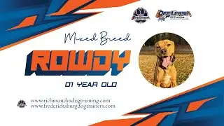 Rowdy | 1 yr old mixed breed | Best Dog Trainers of VA