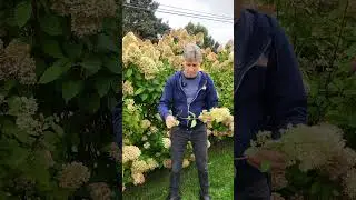 Увядшие соцветия гортензий теперь легко обрезать | Советы по уходу за великолепными срезанными цв...