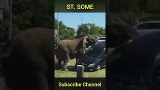 Elephant lifts the Car off the Ground #Shorts