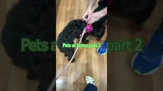 Pets at home