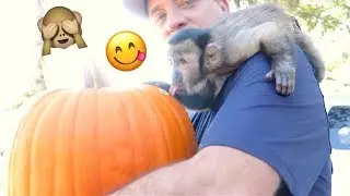 Baby Monkey Visits The Pumpkin Patch!