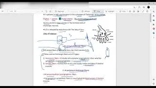 L9&10 Cholinergic Transmission ( General physiology) 1st year