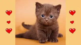 😻🐈😺 cute Fuzzballs Lovely Kittens!!