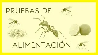 QUE COMEN LAS HORMIGAS???